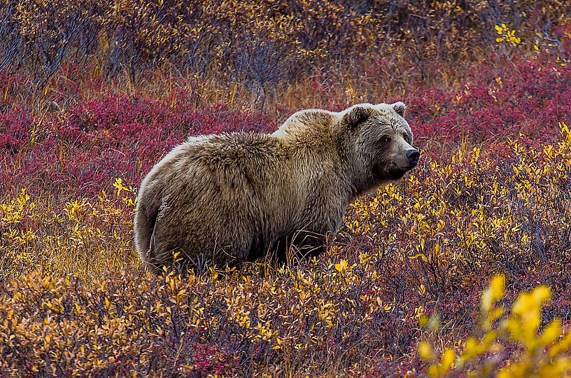  From Denali National Park in Alaska.