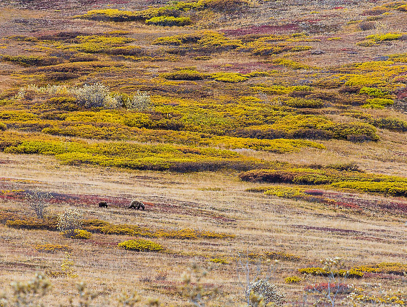  From Denali National Park in Alaska.