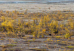 Grizzly bear in the Toklat River channel From Denali National Park in Alaska.