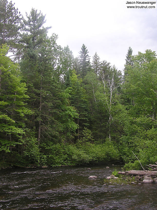 I caught several small trout in this wild and scenic stretch of a wild and scenic river. From the Namekagon River in Wisconsin.