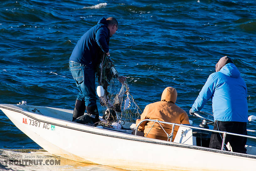 Eskimo family catching starry flounder From Kotzebue in Alaska.