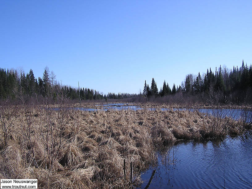 What was once an excellent trout stream now meanders through a swamp as a shallow, silty beaver pond.  The ground is anything but firm, and I was insane to try to navigate it on foot. From Eddy Creek in Wisconsin.