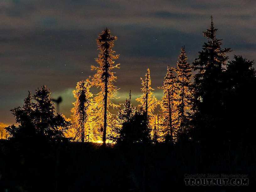 Backlit spruces at sunset From the Selawik River in Alaska.