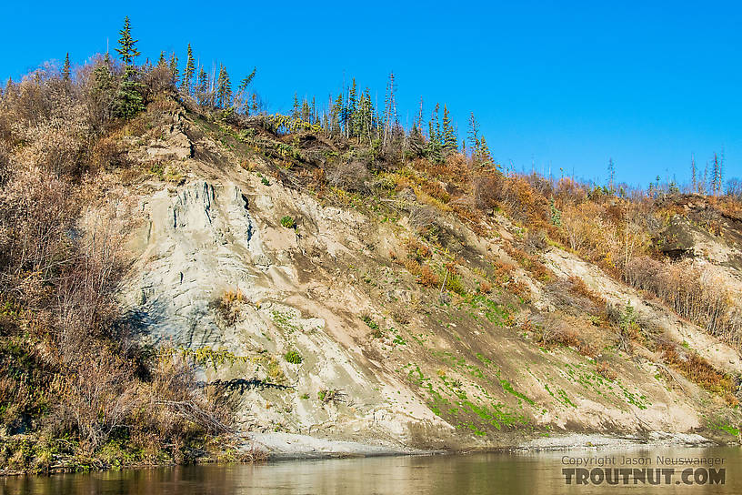  From the Selawik River in Alaska.