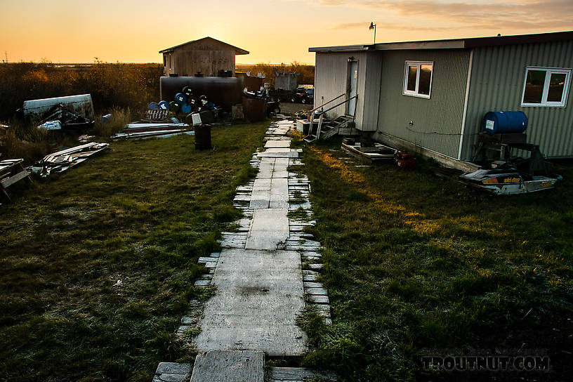 Frosty morning back in Selawik From Selawik in Alaska.