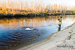 Playing my sheefish From the Selawik River in Alaska.