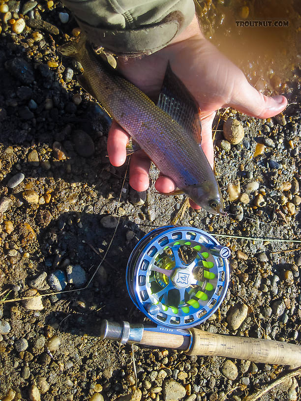 First little grayling on the new Hardy reel. From Badger Slough in Alaska.