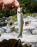 My first cutthroat trout! A coastal cutthroat in the 8-9" range. From the Wilson River in Oregon.