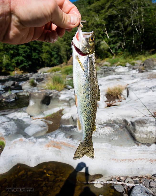 My first cutthroat trout! A coastal cutthroat in the 8-9" range. From the Wilson River in Oregon.