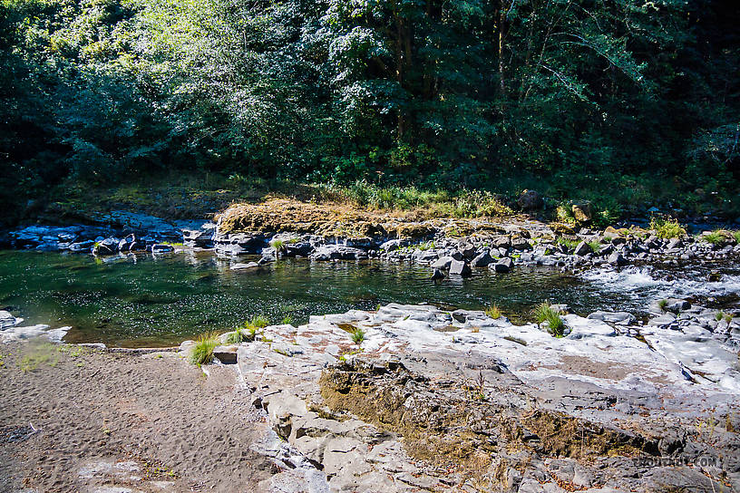  From the Wilson River in Oregon.