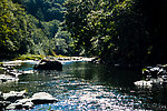 Cloud of Trico spinners over a riffle From the Wilson River in Oregon.