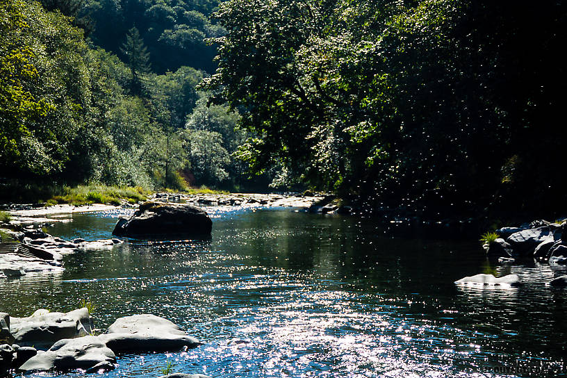 Cloud of Trico spinners over a riffle From the Wilson River in Oregon.