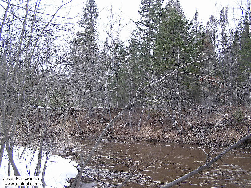  From the Bois Brule River in Wisconsin.