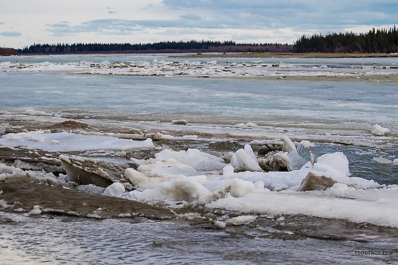 Ice breakup on the Tanana From the Tanana River in Alaska.