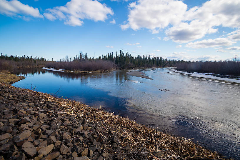 The mouth of Piledriver Slough on the Tanana River From the Tanana River in Alaska.