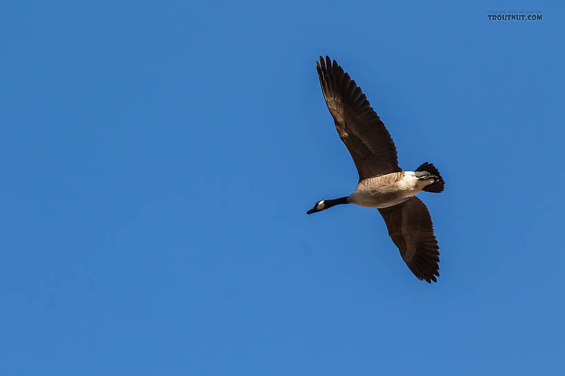 Canada goose returning to Fairbanks at Creamer's Field From Fairbanks in Alaska.