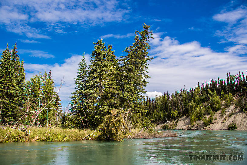 Water on the Kenai was about 3 feet higher than usual, up into t From the Kenai River in Alaska.