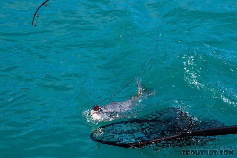 Netting Lena's trout From the Kenai River in Alaska.