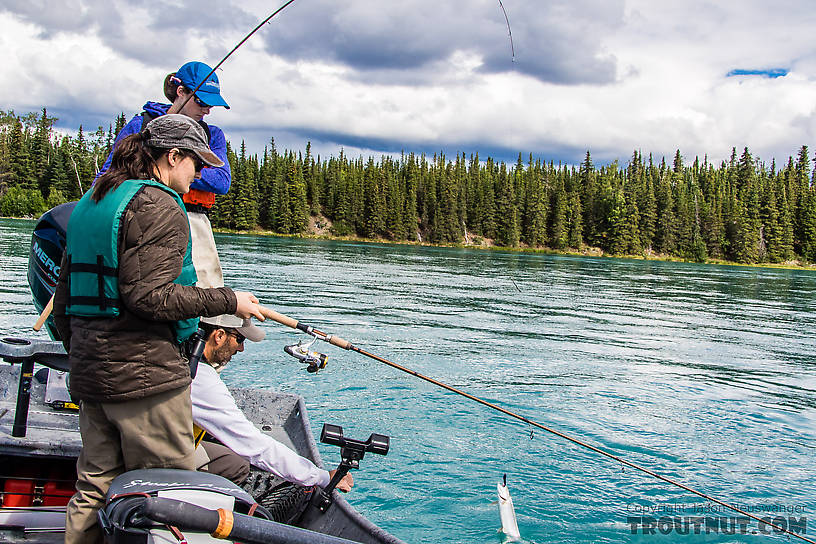 Sierra landing a trout From the Kenai River in Alaska.