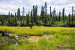 The "trail" often disappeared completely into large swaths of muddy marsh grass or peat bogs From the Gulkana River in Alaska.