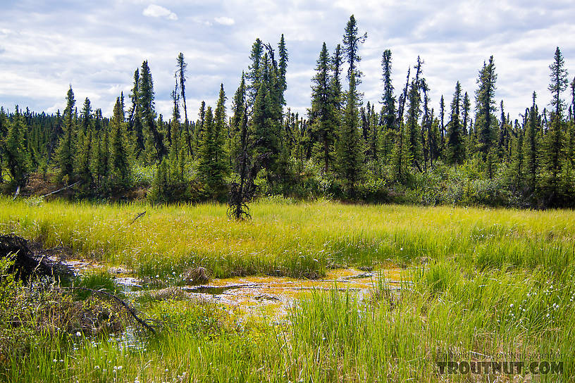 The "trail" often disappeared completely into large swaths of muddy marsh grass or peat bogs From the Gulkana River in Alaska.