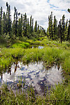 A very typical section of the six miles of "trail" From the Gulkana River in Alaska.