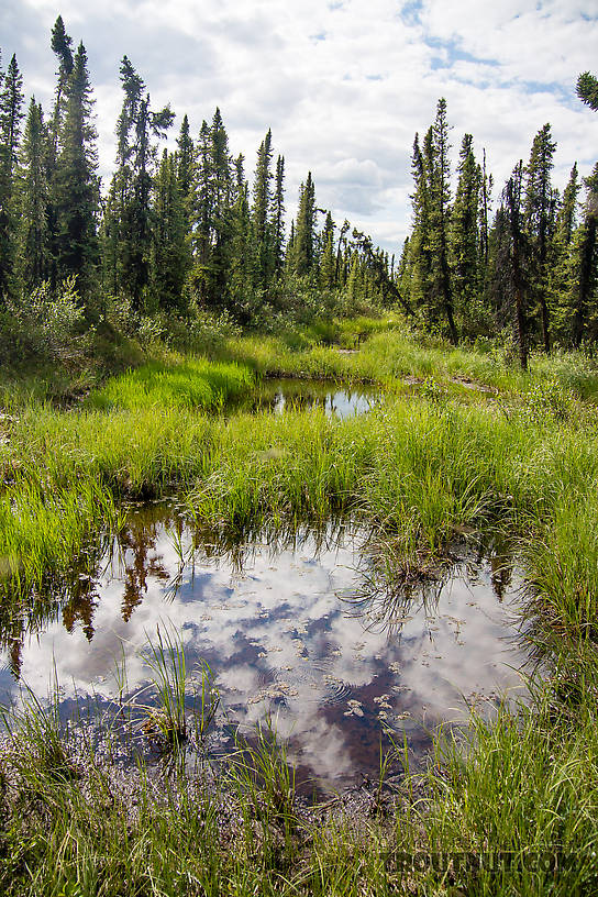 A very typical section of the six miles of "trail" From the Gulkana River in Alaska.