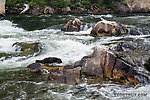 Seagulls were perched on the rocks watching for outmigrating juvenile sockeye salmon to get disoriented in the whitewater and bubble up to the surface where they can be grabbed. I caught one of them that hit my fly in mid-air and got hooked in the wing, but didn't get any pictures because I was too focused on releasing it. It was fine. From the Gulkana River in Alaska.