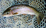 Another nice rainbow around 16 inches From the Gulkana River in Alaska.