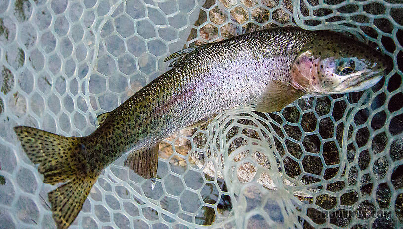 And another From the Gulkana River in Alaska.