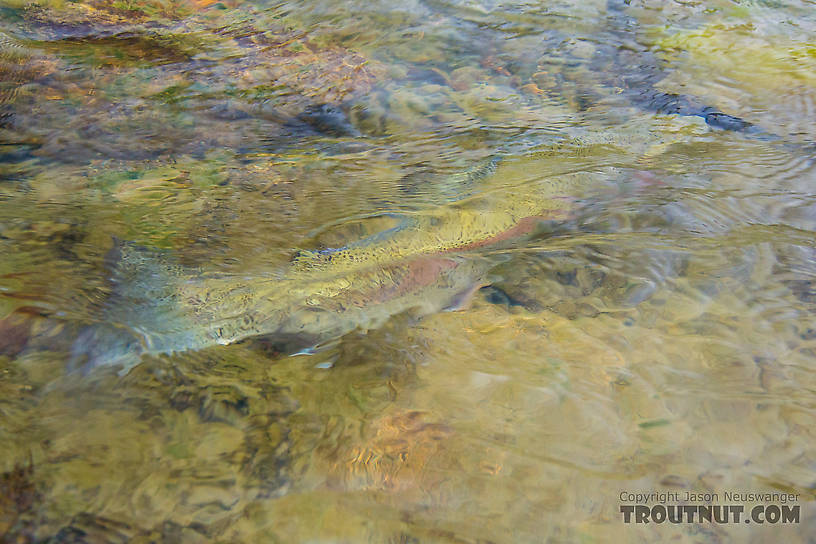 Releasing the big one From the Gulkana River in Alaska.