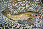 One of the next casts after that 21-incher produced this 18-incher From the Gulkana River in Alaska.