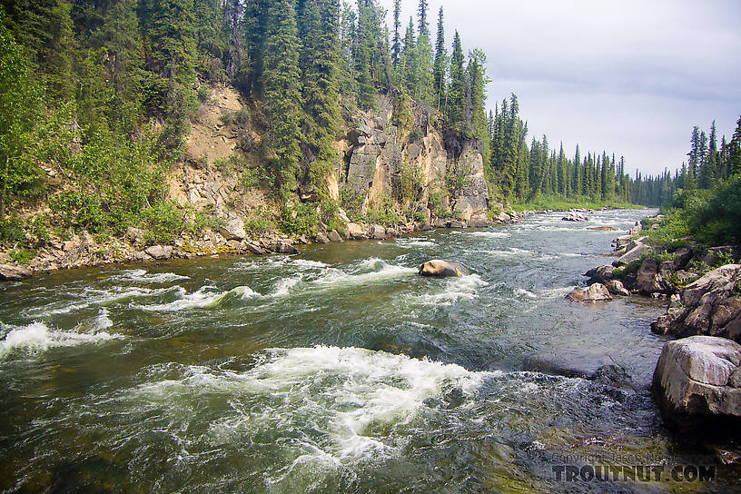 Looking upstream From the Gulkana River in Alaska.