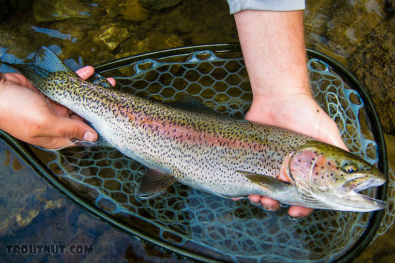 Another view of Josh's big one From the Gulkana River in Alaska.