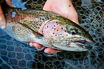 Closeup of Josh's big rainbow From the Gulkana River in Alaska.