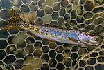 Coastal cutthroat about 9" From the South Fork Snoqualmie River in Washington.