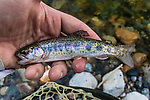 Small coastal cutthroat or maybe cutbow? From the South Fork Snoqualmie River in Washington.