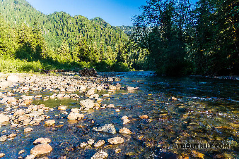  From the South Fork Stillaguamish River in Washington.