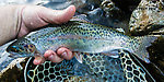  From the South Fork Stillaguamish River in Washington.