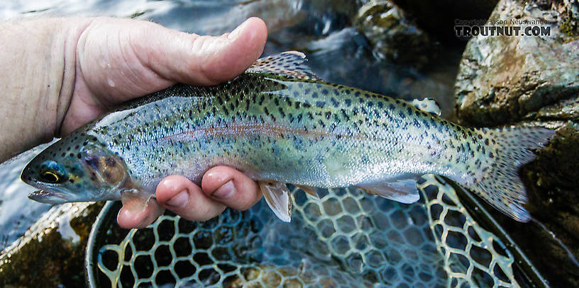  From the South Fork Stillaguamish River in Washington.