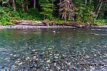  From the South Fork Stillaguamish River in Washington.