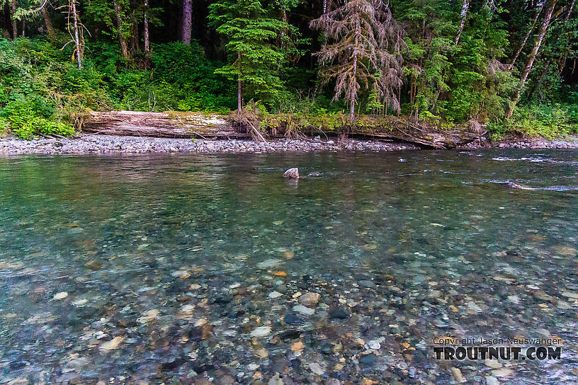  From the South Fork Stillaguamish River in Washington.