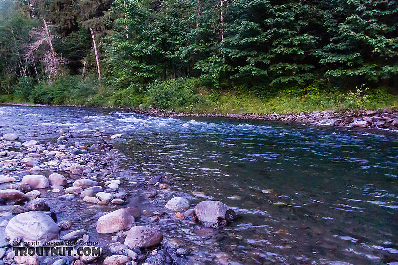  From the South Fork Stillaguamish River in Washington.