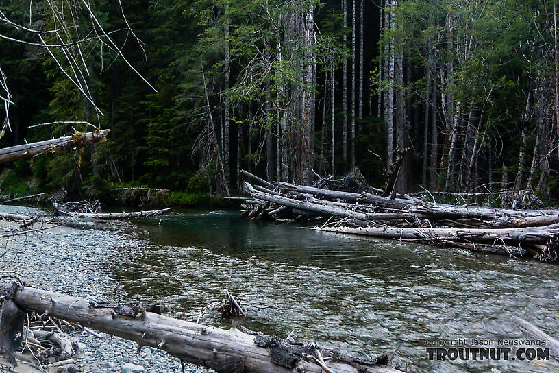  From the South Fork Sauk River in Washington.