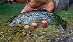  From the South Fork Sauk River in Washington.