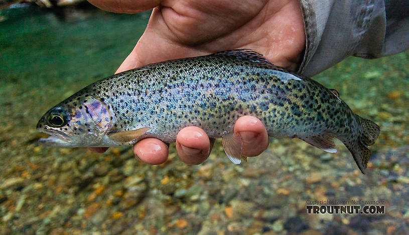  From the South Fork Sauk River in Washington.