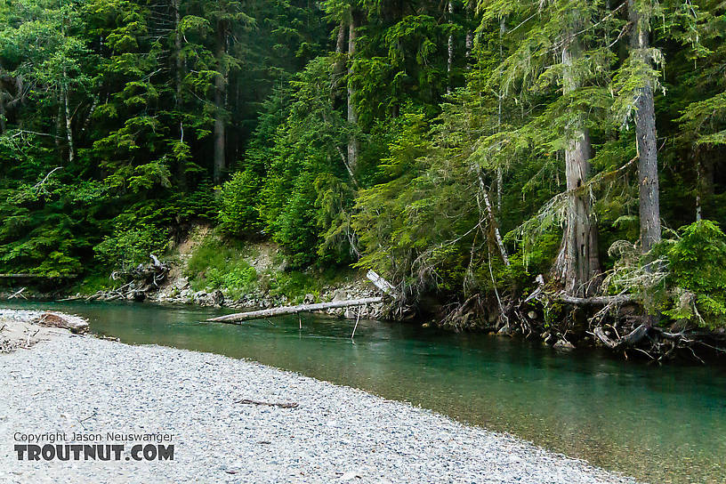  From the South Fork Sauk River in Washington.