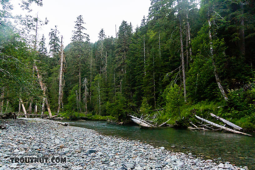  From the South Fork Sauk River in Washington.