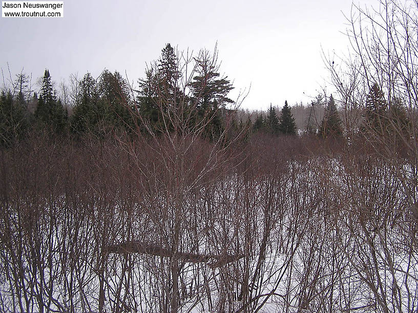 I had to really search for a while to find a sliver of opening water at this sampling site far in the headwaters of a mighty warmwater river. From the Far Upper West Fork of the Chippewa River in Wisconsin.