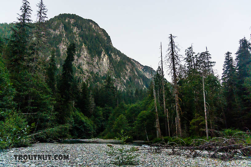  From the South Fork Sauk River in Washington.